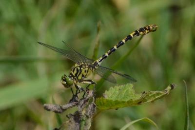 <i>Onychogomphus forcipatus</i>