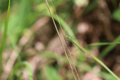 <i>Lestes virens</i>