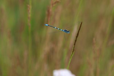 <i>Coenagrion scitulum</i>
