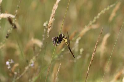 <i>Orthetrum cancellatum</i>