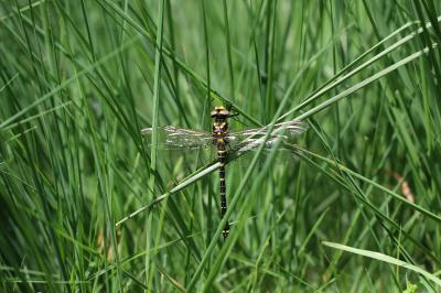 <i>Cordulegaster boltonii</i>