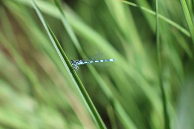 <i>Coenagrion mercuriale</i>