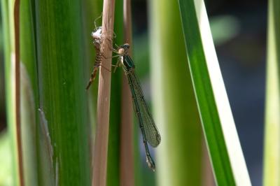 <i>Chalcolestes viridis</i>