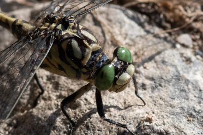 <i>Onychogomphus forcipatus</i>
