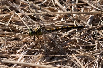<i>Onychogomphus forcipatus</i>