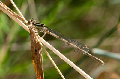 <i>Platycnemis pennipes</i>