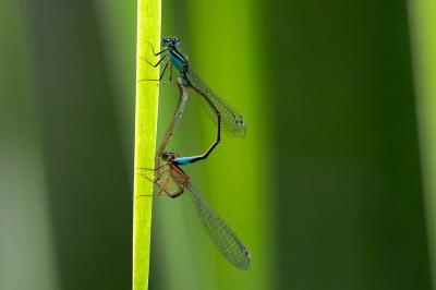<i>Ischnura elegans</i>