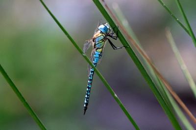 <i>Aeshna affinis</i>