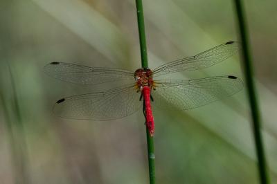 <i>Sympetrum sanguineum</i>