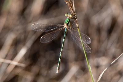 <i>Lestes barbarus</i>