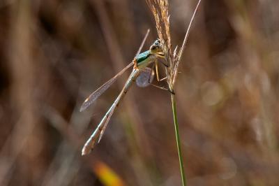 <i>Lestes barbarus</i>
