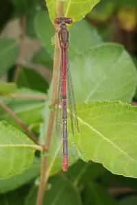 <i>Ceriagrion tenellum</i>