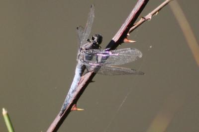 <i>Orthetrum cancellatum</i>