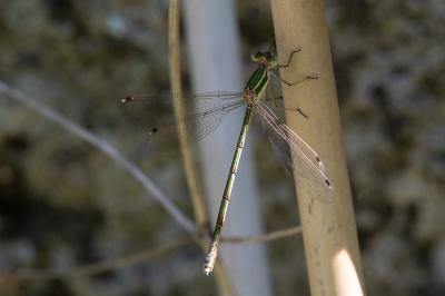 <i>Lestes barbarus</i>
