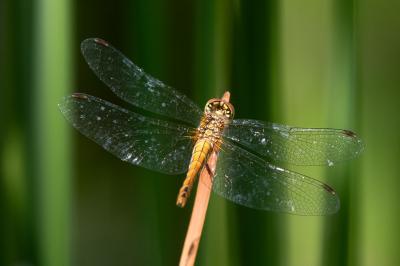 <i>Sympetrum sanguineum</i>