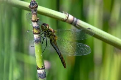 <i>Sympetrum sanguineum</i>