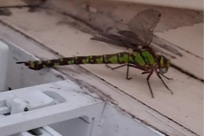 <i>Aeshna cyanea</i>