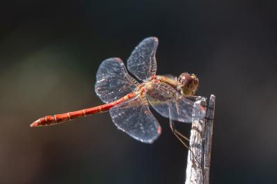 <i>Sympetrum striolatum</i>