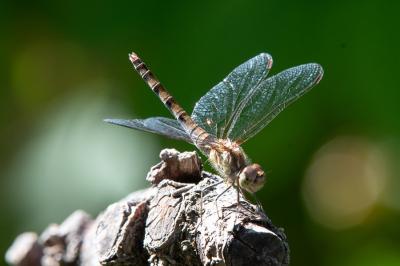 <i>Sympetrum striolatum</i>