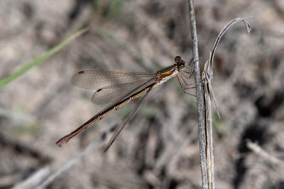 <i>Lestes virens</i>