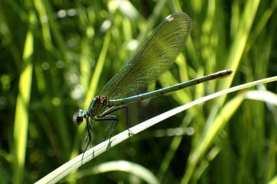 Calopteryx virgo