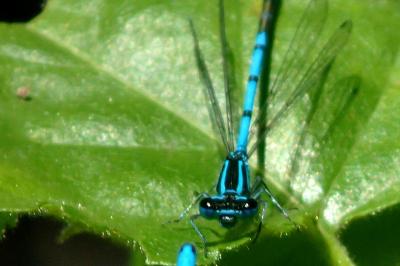 Enallagma cyathigerum