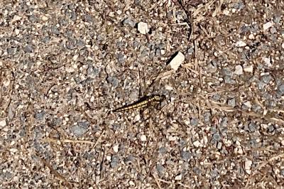 <i>Orthetrum cancellatum</i>