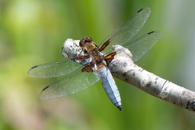 <i>Libellula depressa</i>