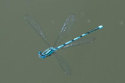 <i>Erythromma lindenii</i>