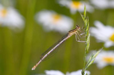 Platycnemis pennipes
