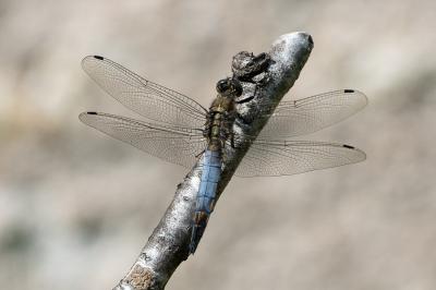 <i>Orthetrum cancellatum</i>