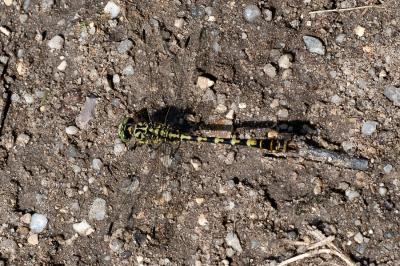 <i>Onychogomphus forcipatus</i>