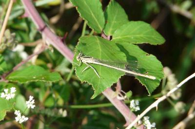 <i>Platycnemis pennipes</i>
