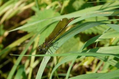 Calopteryx splendens