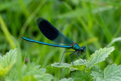 <i>Calopteryx splendens</i>