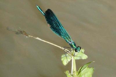 <i>Calopteryx virgo</i>