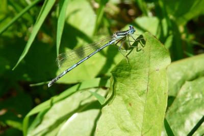 <i>Platycnemis pennipes</i>