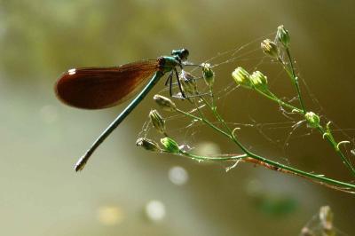 <i>Calopteryx virgo</i>