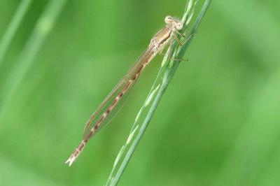 <i>Sympecma fusca</i>