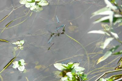<i>Erythromma lindenii</i>