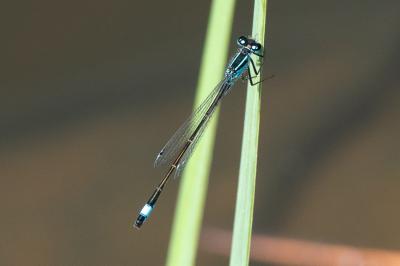<i>Ischnura elegans</i>