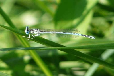 <i>Platycnemis pennipes</i>