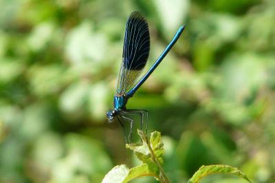 <i>Calopteryx splendens</i>