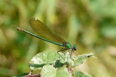 <i>Calopteryx splendens</i>