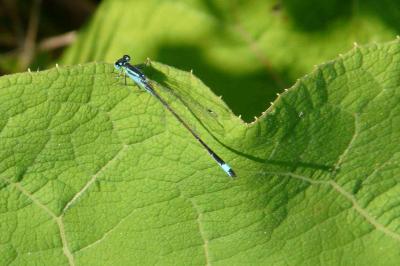<i>Ischnura elegans</i>