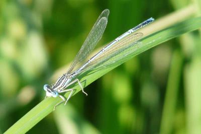 <i>Platycnemis pennipes</i>