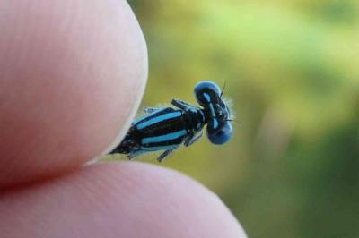 <i>Erythromma lindenii</i>
