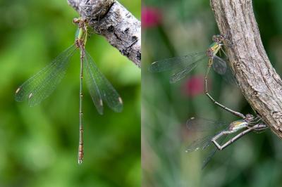 <i>Chalcolestes viridis</i>