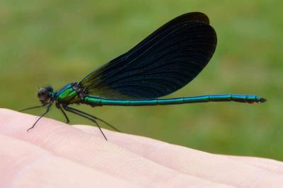 <i>Calopteryx virgo</i>
