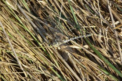 <i>Onychogomphus forcipatus</i>